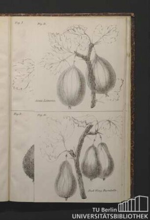 Fig. 7. Queen Mab, Williamson's. - Fig. 12. Duck Wing, Buerdsill's