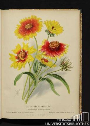 Gaillardia hybrida Hort. Großblumige Bastardgaillardien.