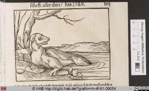 [Seehund]