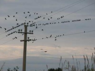 Zugvögel sammeln sich an der Südküste