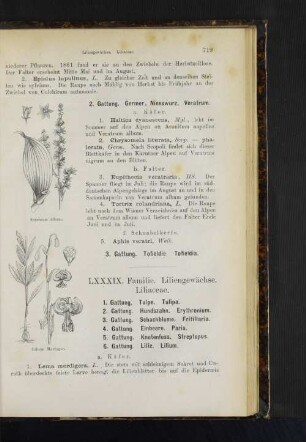 1. Gattung. Tulpe. Tulpia. 2. Gattung. Hundszahn. Erythronium. 3. Gattung. Schachblume. Fritillaria. 4. Gattung. Einbeere. Paris. 5. Gattung. Knotenfuss. Streptopus.