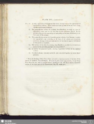 Plate XVI. Continued