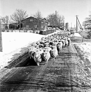 Schmachthagen: Dorfstraße: Landwirtschaft: Schafherde mit Schäfer und Hunden: hinten rechts Pkw: hinten links Bauerngehöfte: am Straßenrand Strommasten: hinten und rechts Häuser: Winter