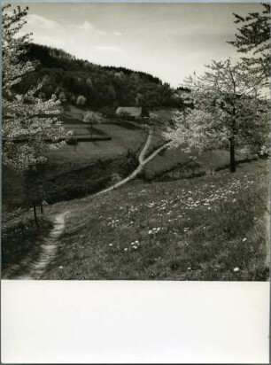 Kirschblüte im Markgräfler Land