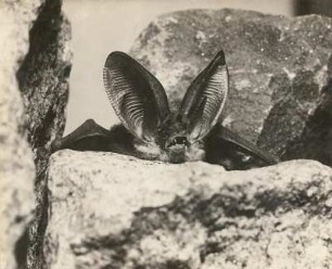 Langohrige Fledermaus (Plecotus) aus einem Felsversteck gescheucht (in Abwehr)
