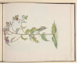 Distel [aus einem Skizzenbuch vornehmlich mit Tier- und Pflanzenstudien]