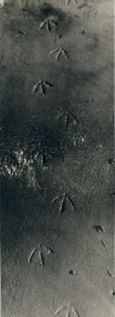 Spur der Seemöve