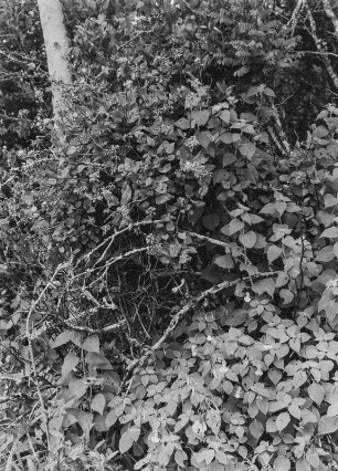 Büsche und Sträucher : Büsche und Sträucher in der Savanne Tansanias