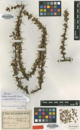 Berberis chrysacantha C.K.Schneid. [isotype]