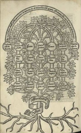 Baum der Verwandschaft (Arbor affinitatis)