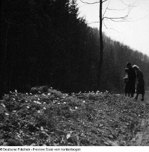 Privataufnahmen der Familien Höhne oder Pohl (unter anderem Radwanderung) und Buschwindröschen (Anemone nemorosa) in einem Seitental der Elbe