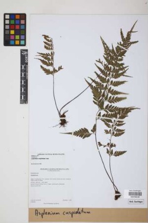 Asplenium cuspidatum Lam.