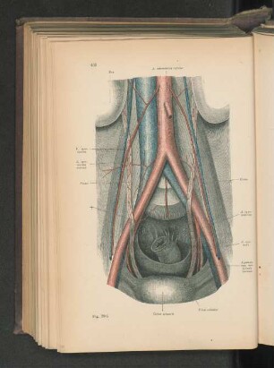Fig. 390. Ureter mit seinen Arterien.
