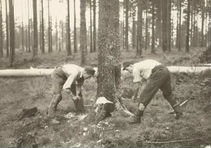 Thüringen. Thüringer Wald nahe Tanzbuche. Zwei Waldarbeiter beim Fällen eines Baumes