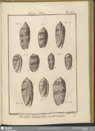 Pl. 362. Olive. Oliva