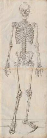 Tabulae Osteologicae Seu Omnium Corporis Humani Perfecti Ossium Imagines Ad Ductum Naturae Tam Sigillatim Quam In Ordinaria Connexione Secundum Habitum Suum Externum Magnitudine Naturali (Lineartafel)