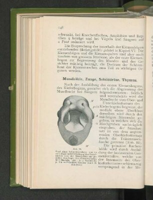 Mundhöhle, Zunge, Schilddrüse, Thymus.