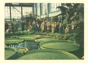 Tierpark Berlin. Victoria cruziana im Alfred-Brehm-Haus.