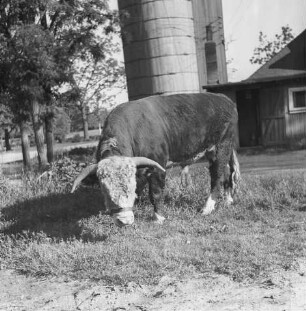 Long Island, Bulle auf der Lester Davis Farm