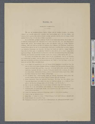 Tafel 33. Bemalte Grabtafeln.