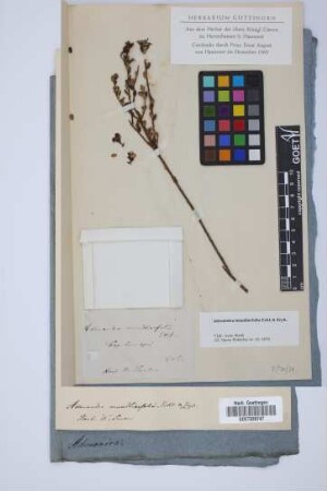 Adenandra mundiaefolia Eckl. & Zeyh.