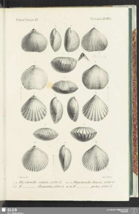 Pl. 495