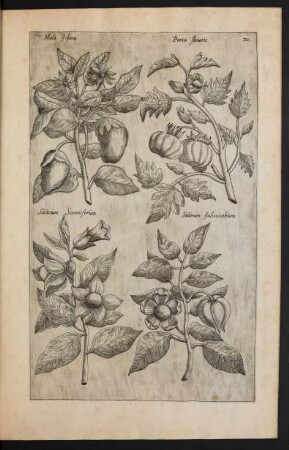 Taf. 20. [Mala Insala, Poma Amoris und Solanum]