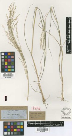 Arundinella cubensis Griseb. [holotype]