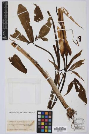 Dracunculus canariensis Kunth