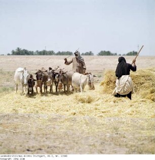 Irak: Drescharbeiten