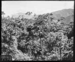 Yungaswald mit Ameisenbäumen zwischen Coroico und Coripata