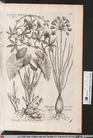 [Prunkwinde und verschiedene Blüten]