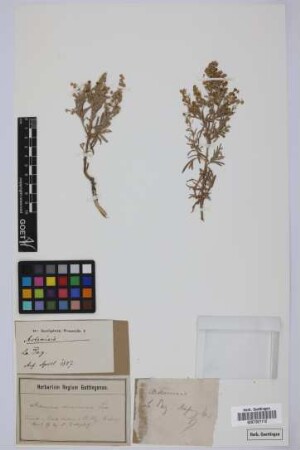 Artemisia spec.