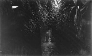 Dracaena-Allee : Blick entlang einer Dracaena-Allee auf ein hölzernes Tor