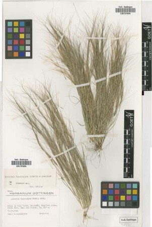 Aristida funiculata Trin. & Rupr.