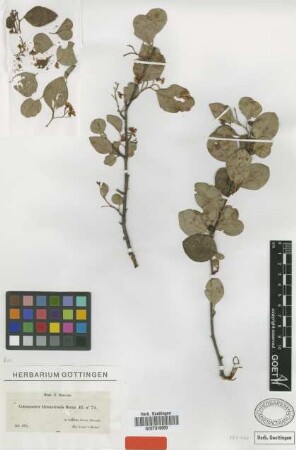 Cotoneaster granatensis Boiss. [isotype]