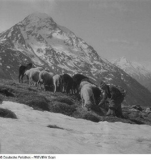 Schafherde und Schäfer im Ötztal