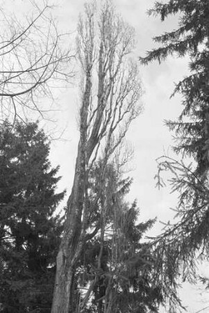 Fällung von 38 unheilbar kranken Bäumen im Stadtgebiet von Karlsruhe