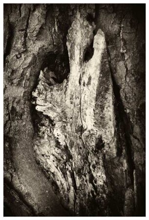 HOMO ARBORUS (II)