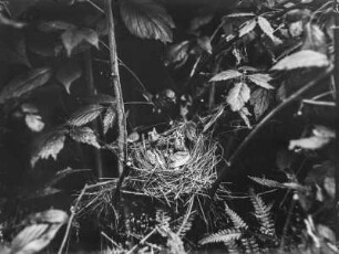 Gartengrasmücke : Gartengrasmücke (Sylvia borin Boddaert)