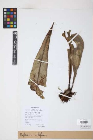 Asplenium vittaeforme Cav.