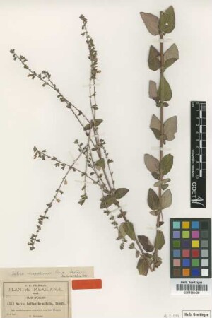 Salvia helianthemifolia Benth.