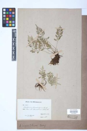 Asplenium bipartitum Bory ex Willd.