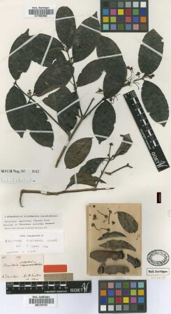 Banisteria platyptera Griseb. [holotype]