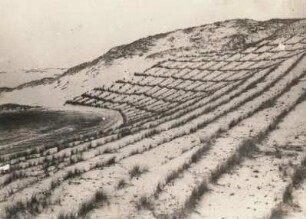 Sylt. List. Dünenbepflanzung in den Lister Dünen, im Hintergrund Wanderdüne