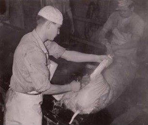 Kratzen der Schweine : Dresden. VEB Vereinigte Fleisch- und Wurstwerke. Kratzen der Schweine