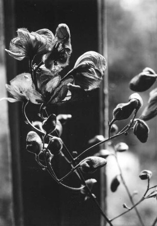 Bunter Eisenhut - Aconitum variegatum, Blütenstand