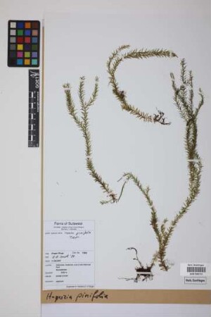 Phlegmariurus pinifolius (Trev.) comb. ined.