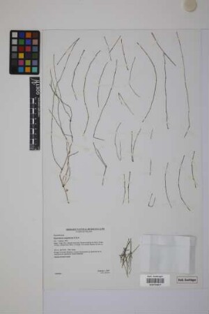 Equisetum bogotense Kunth