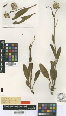 Senecio olympicus Boiss. [type]
